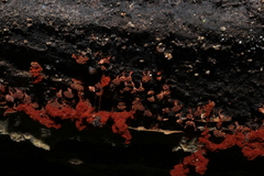 Metatrichia vesparium