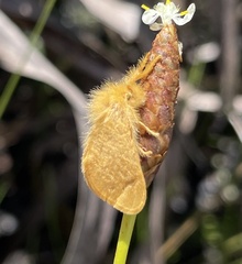 Megalopyge pyxidifera