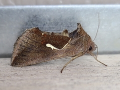 Anagrapha falcifera