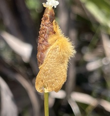 Megalopyge pyxidifera