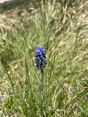 Muscari
