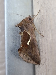 Anagrapha falcifera