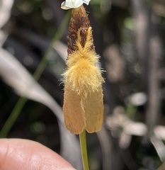 Megalopyge pyxidifera