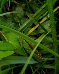 Mecostethus parapleurus