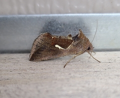 Anagrapha falcifera