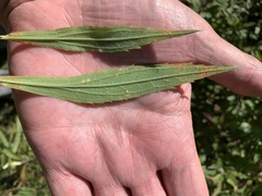 Coleosporium solidaginis