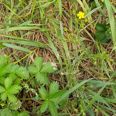 Potentilla intermedia