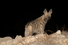 Hyaena hyaena