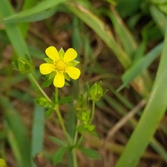 Potentilla intermedia