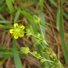 Potentilla intermedia