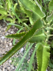 Kalanchoe daigremontiana