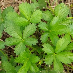 Potentilla intermedia