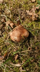 Tricholoma fulvum