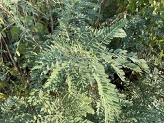 Amorpha fruticosa