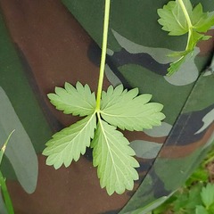 Potentilla intermedia
