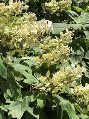 Hydrangea quercifolia