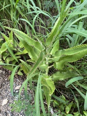 Kalanchoe daigremontiana