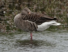 Anser anser