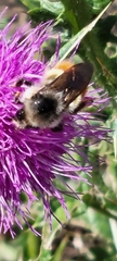 Bombus flavifrons
