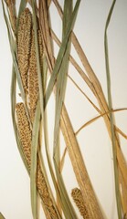 Carex aquatilis substricta