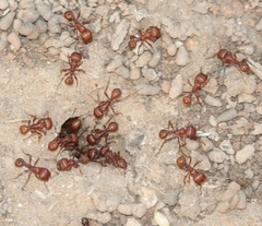 Pogonomyrmex barbatus