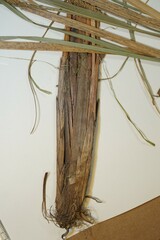 Carex aquatilis substricta