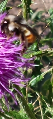 Bombus flavifrons
