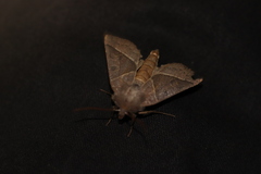 Mesogona oxalina