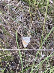 Coenonympha california