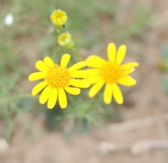 Thymophylla tenuiloba