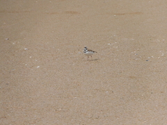 Charadrius collaris