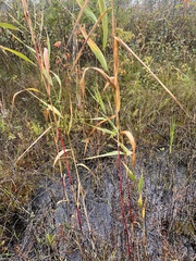 Phragmites australis americanus