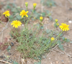 Thymophylla tenuiloba