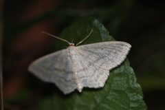 Scopula nigropunctata