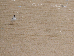 Charadrius collaris