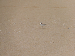 Charadrius collaris