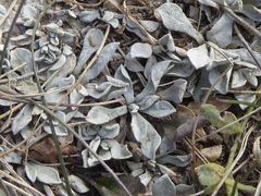 Antennaria parvifolia