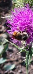 Bombus flavifrons