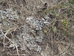Antennaria parvifolia