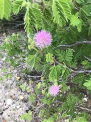 Mimosa tricephala