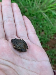 Scinax