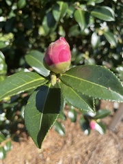 Camellia sasanqua
