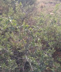Quercus × undulata