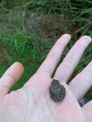 Scinax