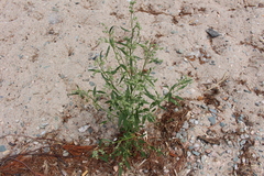 Chenopodium pratericola