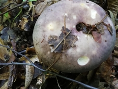 Russula cyanoxantha