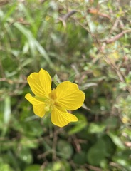 Ludwigia octovalvis