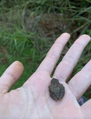 Scinax