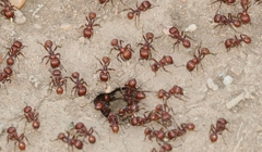 Pogonomyrmex barbatus