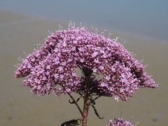 Trachelium caeruleum